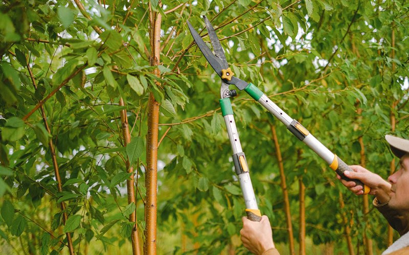 Tree trimming in Mohawk, TN